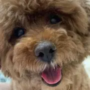 ysyasushiの画像