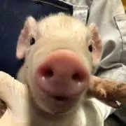 ゆゆゆ