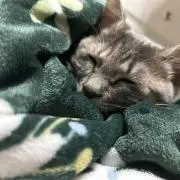 oreoの画像