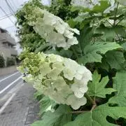risiの画像