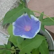 ペチャ