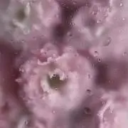 rariの画像
