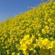 しずく(プロフお読みください)の画像