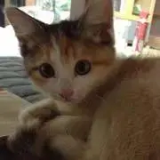 はちこ258