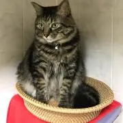 山葵