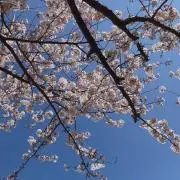 りんごの画像