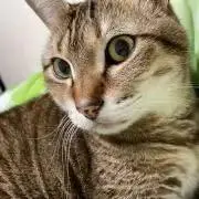 ねこねこ