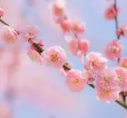 うめこの画像