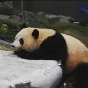 tomoの画像