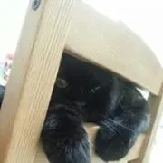 Ateaの画像
