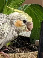 マル