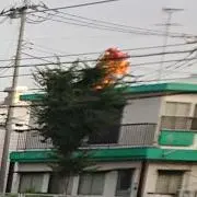 あーちゃん