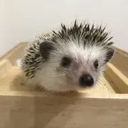 ちくわの画像