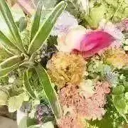 Lilyの画像