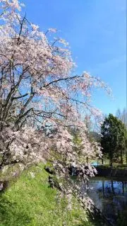 ぱぱの画像