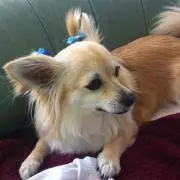 こぐりん