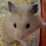 テット
