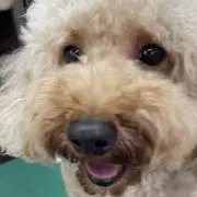 guriの画像