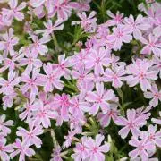 flowersの画像