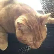 TK【プロフご確認ください】の画像