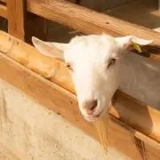 ちいやんの画像