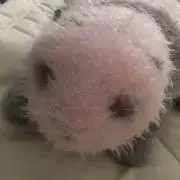 こつぶの画像