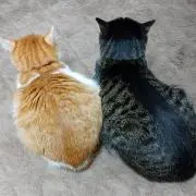 ここは。の画像
