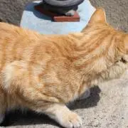 はるの画像