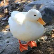あこちゃんの画像