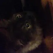 黒猫