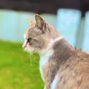 たつきの画像
