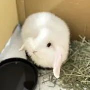 ルーク