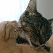 あーうん