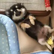 PON☆
