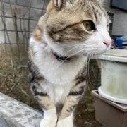 Rincatの画像