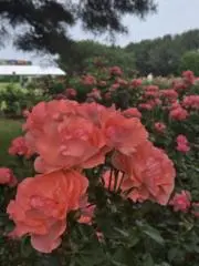 おれんじの画像