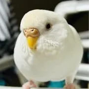 おかきこの画像