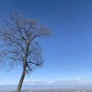 ゆきんこの画像