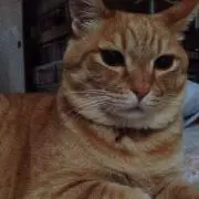 わねこ