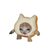 しょしんしゃですの画像