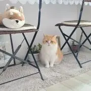 グ～の画像