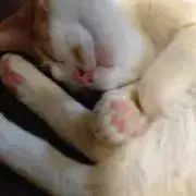 ミミガー