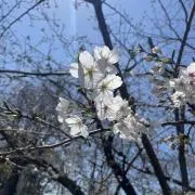 みんごの画像