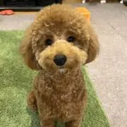 てむの画像