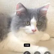 ハチワレの画像