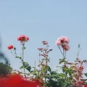 ポンの画像