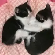 あん