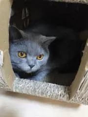 ＣＯＣＯ