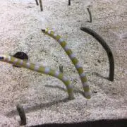 やまのの画像