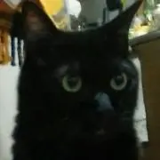 タンゴの画像